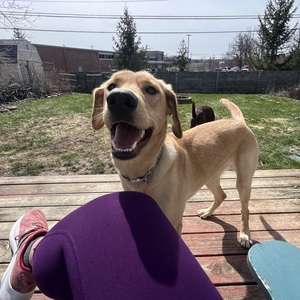 Fundraising Page: Amanda Huber